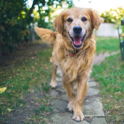 A dog will teach you unconditional love. If you can have that in your life, things won't be too bad.
Check my instagram
➡ @kevincarltonx