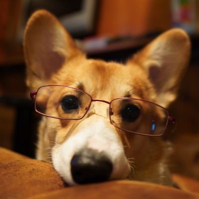 「人生はコーギー」
夢はコーギー多頭飼い
このアカウントの画像に関しては商用利用でなければ使っても構いません。※商用利用の場合はご相談ください。
➡️ほしい物リスト始めました! https://t.co/CjocTziugr