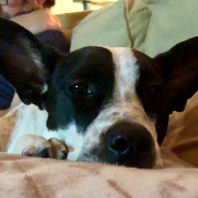 recovering school counselor, now she lives on an island and fishes the pylons, mom of dogs