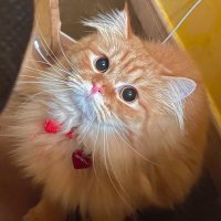 Zaineb Al-Dulaibi (@zdulaibi) 's Twitter Profile
