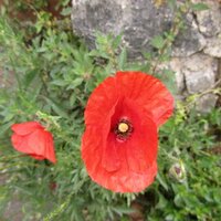 Kalli Rapti (@krapti) 's Twitter Profile