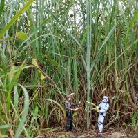 Grassland Ecology Lab (@grasslandecol) 's Twitter Profile Photo Grassland Ecology Lab (@grasslandecol) 's Twitter Profile Photo