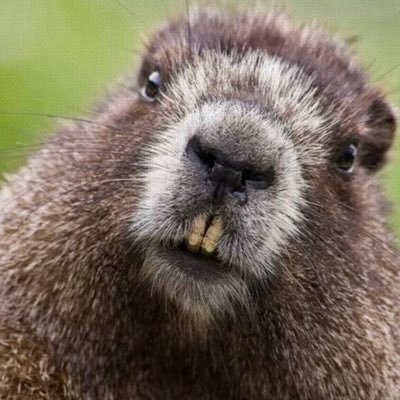 beaverface84's profile picture. 