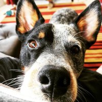 Leslie GingerBerry (@new2californya) 's Twitter Profile