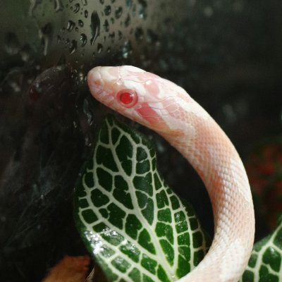 Miick_Lz's profile picture. 