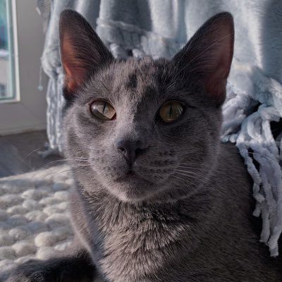 albiethecat Profile Picture