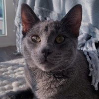 albie(@albiethecat) 's Twitter Profile Photo