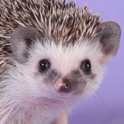 HouseOfHedgies's profile picture. Winnie & Friends 

Family of @gerbilmeetsmouse
