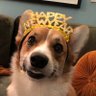 LongbottomMorty's profile picture. Master of zoomies and 180 sploot, lover of sharp Welsh cheddar. Corgi born June 10/18 bringing endless fun and love to my lucky family and feline sister Stevie