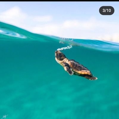 pangkheng's profile picture. my #bitcoin wallet address :  3MrnxP1BhavA7xM2fkxReuAKzXUPnu5Q1g