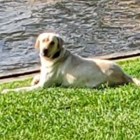 Tucker (@lakedogx2) 's Twitter Profile Photo