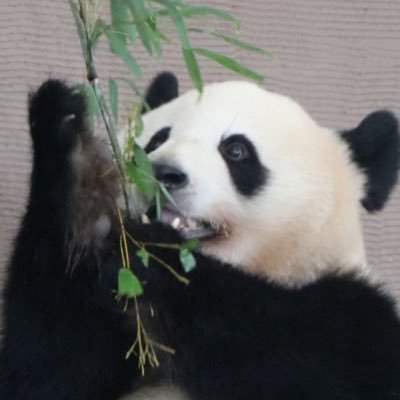 no_tarry's profile picture. swift/c＋＋/JavaScript/python