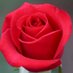 Roses (@rosetrader00) Twitter profile photo Roses (@rosetrader00) Twitter profile photo