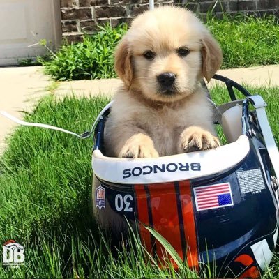 Denver Broncos fan