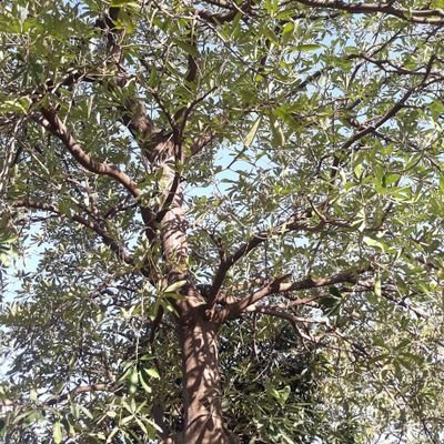 VishalP79064100's profile picture. nature is great