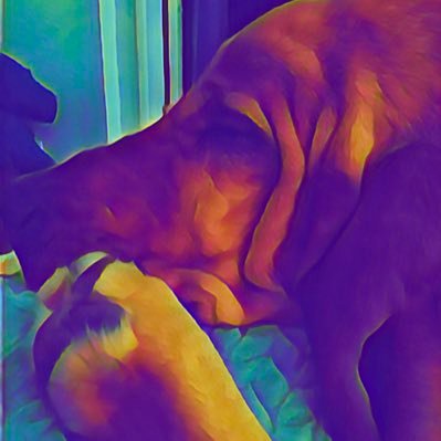 SwimMomGoUMaine's profile picture. Catholic teacher, mom of a Div 1 swimmer, wife to an Israeli soldier I met at an Ambassador’s home, PhotoShop god. I can hex people and make countries fall