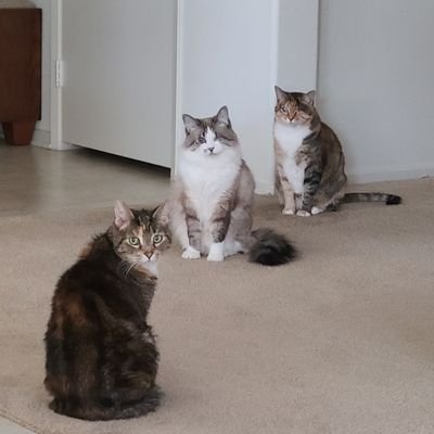 Coconut, Blinkie and Winkie, 3 kitties but only 4 eyes looking at me!! I love all my rescue kitties. Lifelong Democrat, SDSU Alumni, History major, retired USPS