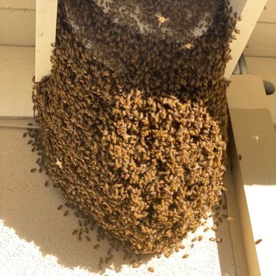 Lucky Bees is a bee relocation business. We work mostly in Orange County California, Let’s talk bees