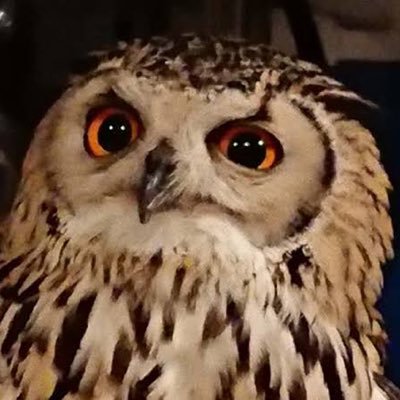 owl_dadblog's profile picture. フリーランスで働く2児の父親|ブロガー|広告営業マン→メーカーのマーケター→EC通販コンサルとweb広告代理店の副業で脱サラ2年目|帰国子女|妻に片想い中