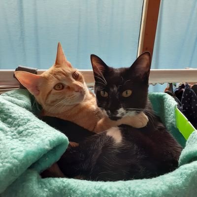 「猫は神様が造りたもうた最高傑作」(Da Vinch)
東北大地震の時、波に呑まれる人々の姿と、枝を蹴って空に逃れた鳥の対比が悲しかった。逃げる人の背中に羽が生えればと真剣に願った。
