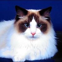 (💙,🧡)(📦,💫)⌘ (@pyioor) 's Twitter Profile