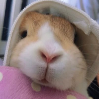 きなこ(部長)の日和🐰9歳のミニウサギの♀可愛い子見つけたら勝手に無言フォローごめんなさい🙇更新頻度低めですがフォローさんの🐰に癒されてます🍒