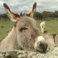 Jaime (@poreltrigo) 's Twitter Profile