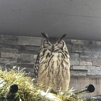 ペソギン🐧 (@zantetuken_) Twitter profile photo