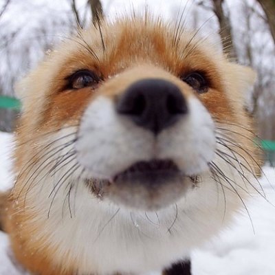 Cater1337's profile picture. chaos n1 / hi(hi)tler/hers/taboret(4 lapy)
to nie zaimki tylko peryskop
nawet jak masz ochote to na niego nie wskoczysz
zbyt wysokie standardy. sor a albo oiom