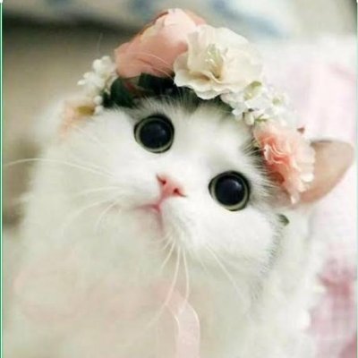 manyar_id's profile picture. Moslem♡Indonesia