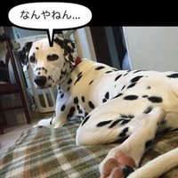 γΎγΎπΆγγ«γ‘γ·γ’γ³γ¨γ»γγΏγΌγγγ (@gonandrait) 's Twitter Profile