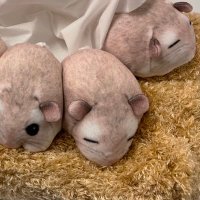 デイミー (@iuwt2bcztcfjsm3) 's Twitter Profile