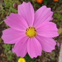 ぷちこ (@puchikopuchi55) 's Twitter Profile Photo