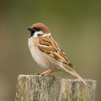 Tree Sparrow (@_iamalwayshere) 's Twitter Profile