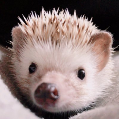 ペットのジャン君♀🦔(★R4.11.16) 勝てるEA作りたくて始めたけど難しすぎて挫折。裁量もぽんこつ。「人柄だけでもNo.1に」を掲げて日々邁進👨🦽💨