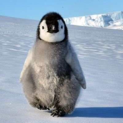 zoozoowebsite's profile picture. 