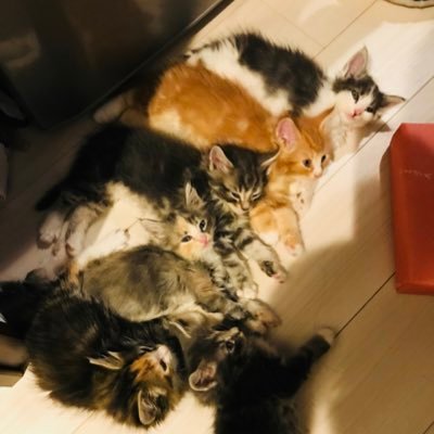 昨年はおかげさまでフォロワーさん4500人突破しました( ´ ▽ ` )2023年も宜しくお願いします✨ フォロワーさん1万人突破=YouTube開設します!!ノルウェージャンフォレストキャット6匹のファミリー。モフモフ生活の様子を定期的にツイートしてます(^ ^) 全員避妊去勢済み。⚠️ブリーダーではありません⚠️