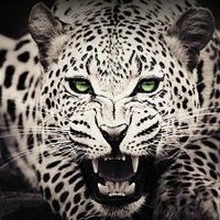 Sharpe Yahya ❤️ Memecoin (@sharpeyahya) 's Twitter Profile