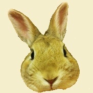 一人娘の父親やっとります。仕事はＳＥ、趣味はチャリンコ、ここ最近きのこ狩りにハマってます。写真はうちで飼ってるうさぎ（ネザーランドドワーフ）です。会社のPC,iPhoneよりまったりとつぶやいていこうと思ってますので、よろしくお願いします。
