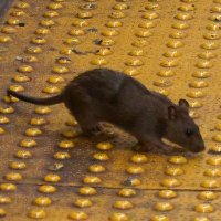 Rats for a Free Palestine 🐀🏴 (@bartlyrat) 's Twitter Profile