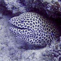 Johan Hollander (@johan_hollander) 's Twitter Profile