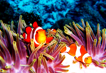 Dive_Reviews's profile picture. We've got everything covered when it comes to discovering all about the place you want to dive, plus a host of reviews for sites, shops and liveaboards.