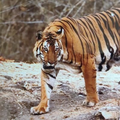 RaoRamchandra1's profile picture. I am hard working and honest