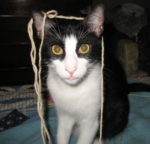 Rescued cats, crochet amigurumi, Nascar, and more crocheting