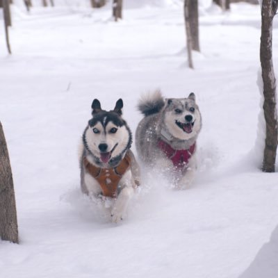 Jack & Karen - adventurous pomskies experiencing the world.... Toy Destroyers. Treat Lovers. No beef—just nonsense. Part of a U.S. Army family 🇺🇸