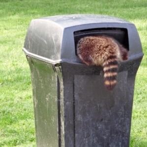 angelsallfire1's profile picture. She/her/41
Black Lives Matter 
Possums are Cool
I am a swamp witch