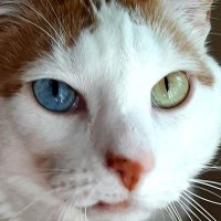 Fleckromancer (@fleckromancer) 's Twitter Profile