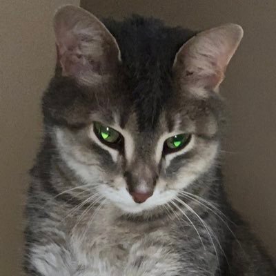 Retired Engineer; Lifelong Democrat & Progressive; Human and Animal rights supporter;