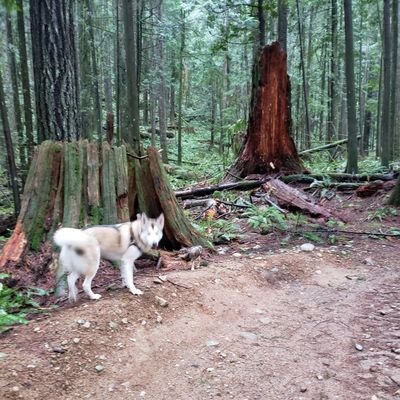 skipqb's profile picture. Moved here in 1994.  Old Nordique fan from the Maritimes. CanuckleHead now! Into all sports, Go Canucks, Lions, Jays, Hawks and Niners Go!!