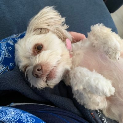 Paisley is a Havanese with attitude! Catherine is an elementary teacher, wife & bonus mom. She loves Harry Potter, reading, board games, and TTRPGs!